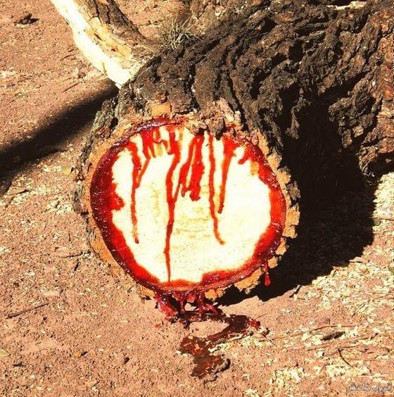 شجرة دم الأخوين وسبب تسميتها بعدة أسماء